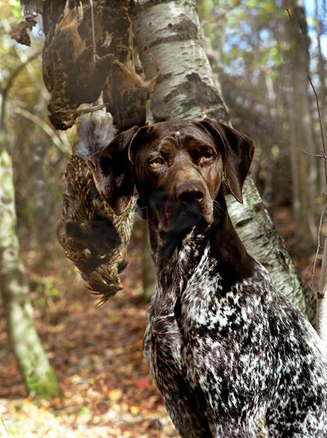 Dave's Gun Dog Training Programs